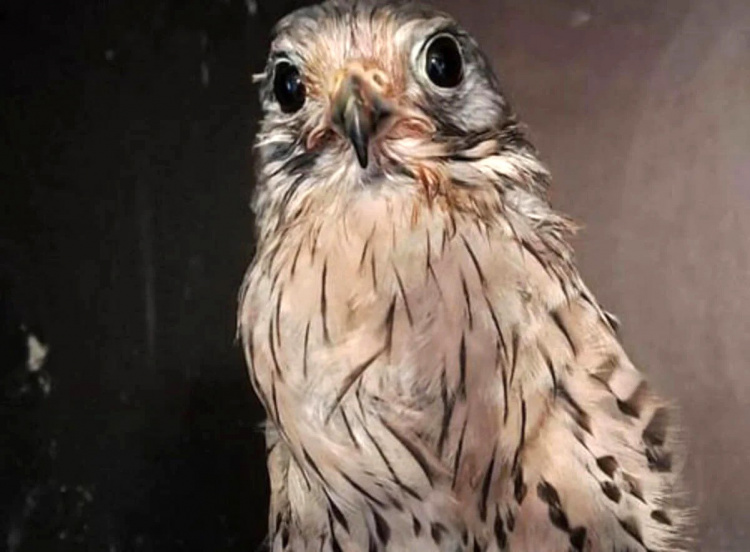 Сокіл-патріот, який атакував дрон окупантів, втратив крило і потребує нашої підтримки