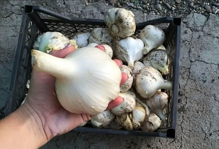 Часник розміром з кулак: що зробити восени, щоб зібрати рекордний урожай