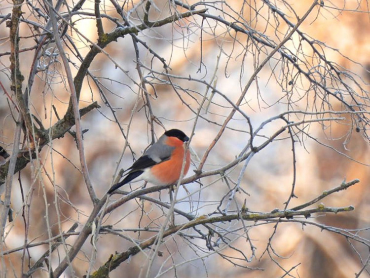 Червоногруді гості: чому на Дніпропетровщину після тривалої перерви повернулися снігурі