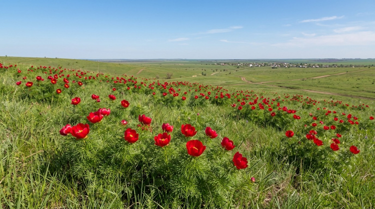 масове цвітіння рідкісної півонії вузьколистої
