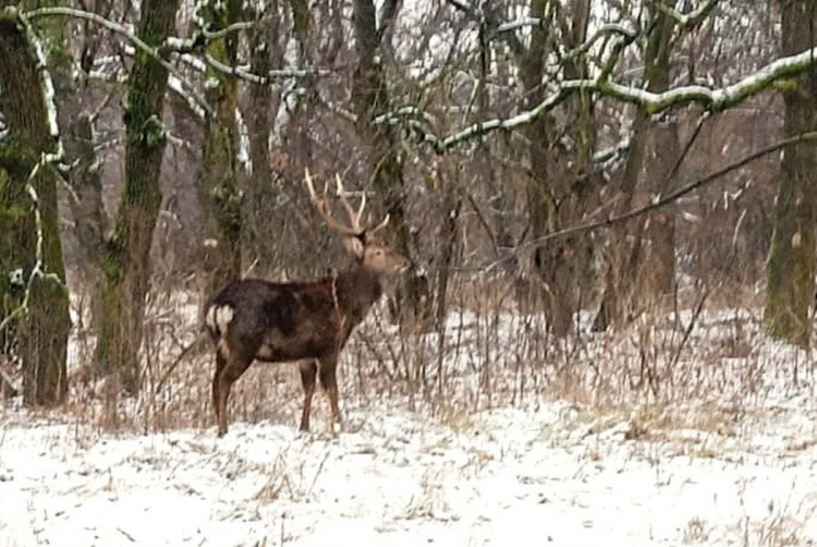 У заповідних лісах Дніпропетровщини живуть «японські самураї» - ФОТОФАКТ