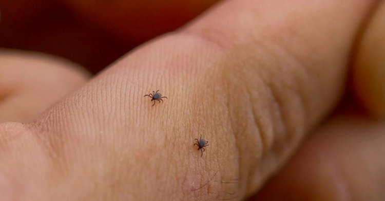 Сезон кліщів 2026 відкрито: де у Кам'янському найбільша небезпека та куди нести паразита після укусу