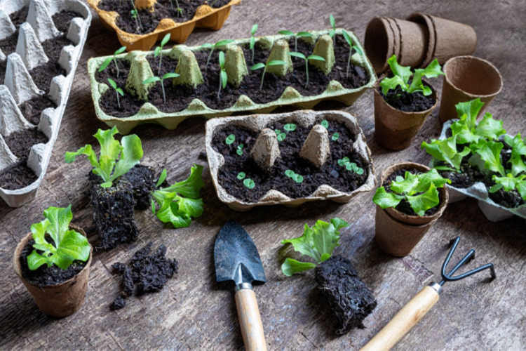 Як почати вирощувати розсаду вдома: поради для новачків