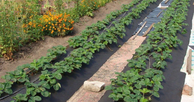Рекордний врожай полуниці на Дніпропетровщині: що обов’язково потрібно зробити на грядках у березні та квітні