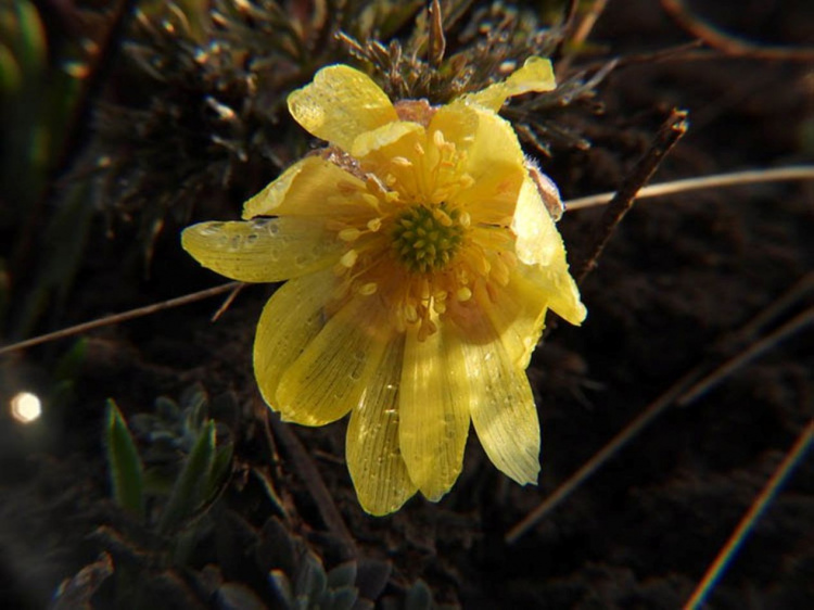 Золото степів під загрозою: на Дніпропетровщині помітили рідкісну червонокнижну рослину