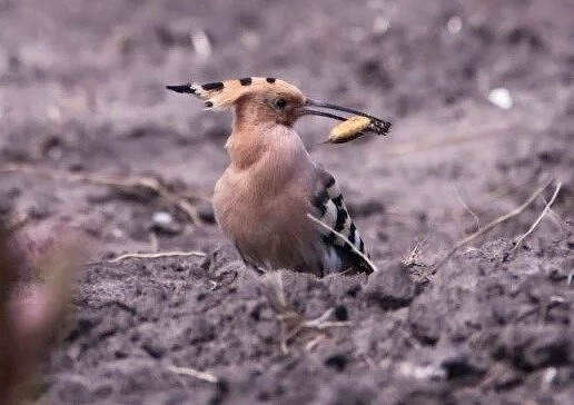 Птахи з «короною» на голові: на Дніпропетровщині зафільмували одудів - рідкісних гостей з Африки