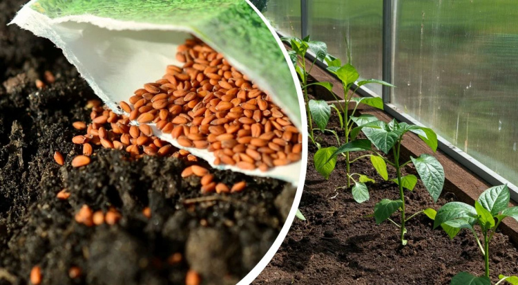 Секрети раннього врожаю на Дніпропетровщині: що обов’язково треба встигнути посадити у березні та квітні