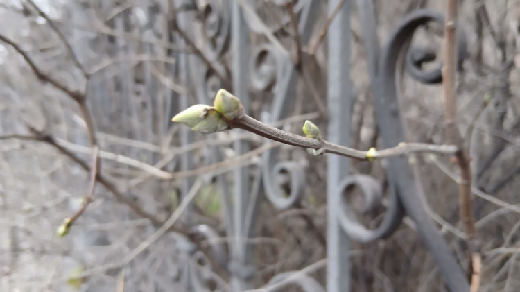 Аномалія в Кам’янському: бузок «прокинувся» перед Новим роком