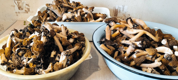 Тихе полювання з перешкодами: у Кам’янському відкрили грибний сезон, але є небезпека