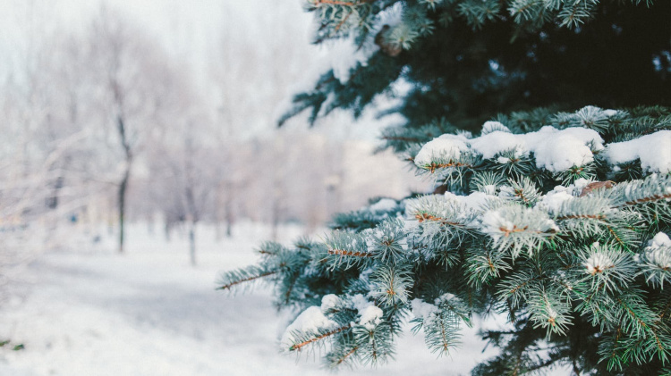 Погода з 15 по 19 грудня: синоптики розповіли, яким буде наступний тиждень у Кам’янському