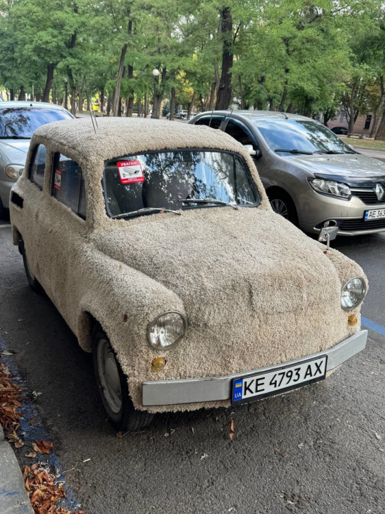У Дніпрі з’явився «Запорожець-собака»: пухнастий Беляш підкорює серця містян