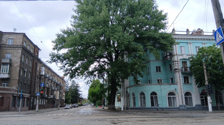 У Кам’янському зростає 125-річна тополя: природна пам’ятка знаходиться у занедбаному стані