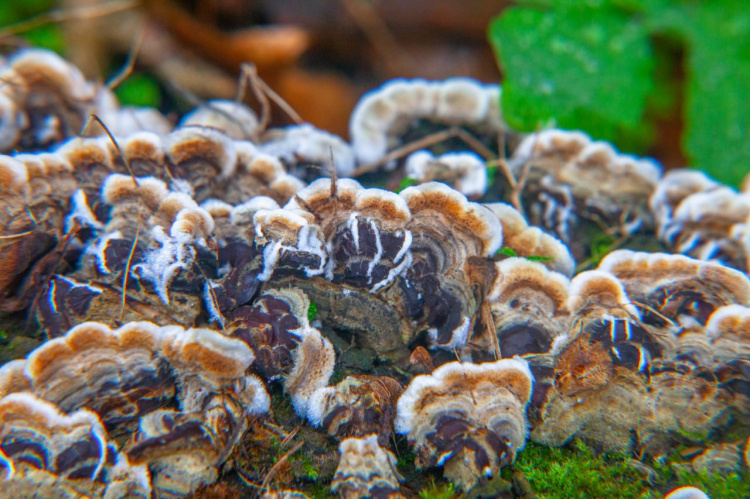 Містичний і прадавній: таємниці Колонського лісу на околиці Дніпра