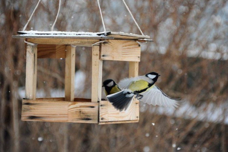 Добра справа, яка може вбити: чим насправді не можна годувати птахів узимку