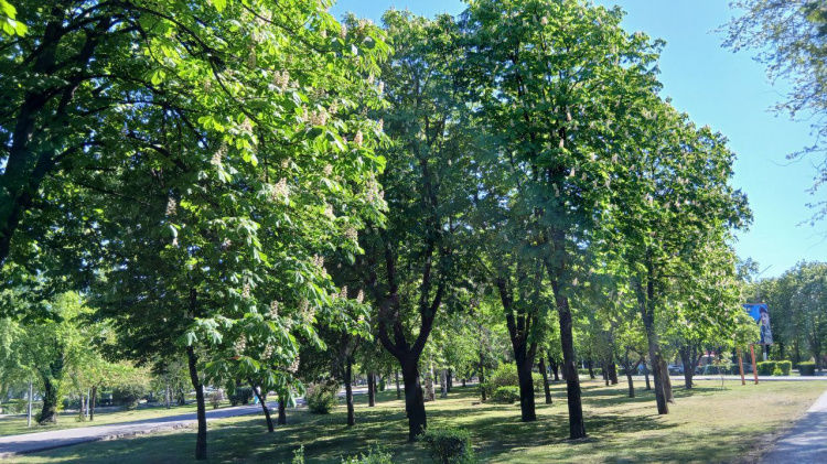 У Кам’янському очікується пік алергії через цвітіння трав та дерев: що робити, щоб не захворіти