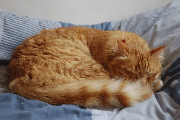 Коти та їхні нічні звички: чому вони влаштовуються спати в ногах господарів