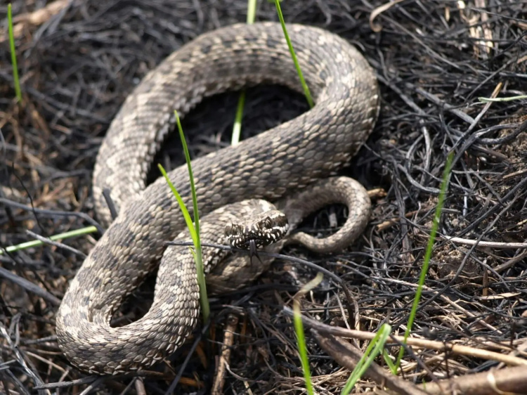Гадюки в грудні захопили Дніпропетровщину: чому вони активні і чого чекати далі