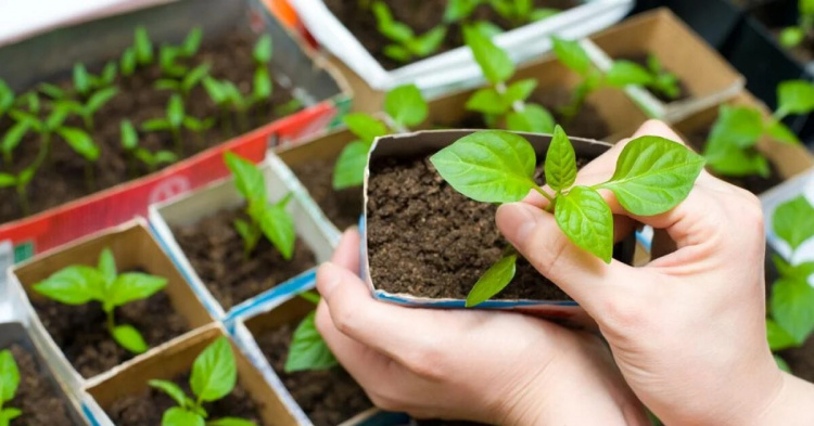 Встигнути до квітневого тепла: що мешканцям Дніпропетровщини треба посіяти на розсаду в березні