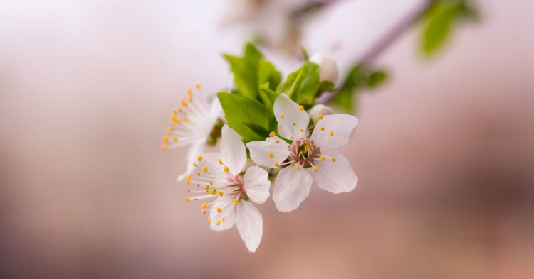 Від нічних заморозків до весняних дощів: прогноз погоди у Кам’янському на 20–24 квітня