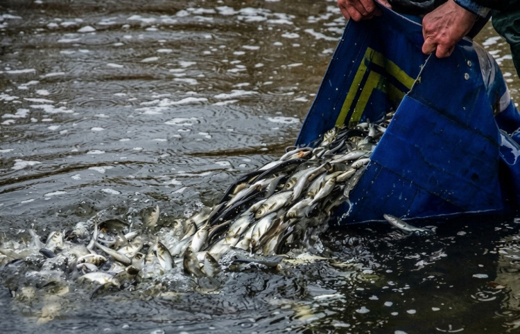 Товстолоб, щука та сом: Кам’янське водосховище готують до масштабного зариблення