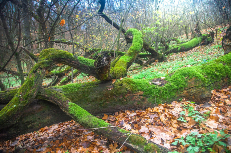 Містичний і прадавній: таємниці Колонського лісу на околиці Дніпра