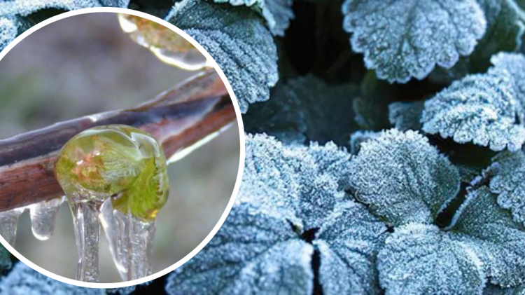 Дніпропетровщина ризикує залишитися без врожаю фруктів: у чому причина та як врятувати дерева