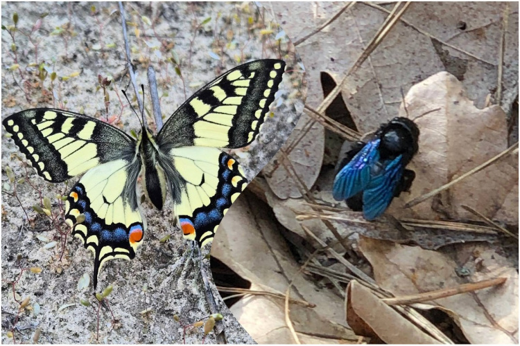 Знахідки Червоної книги: у заповіднику на Дніпропетровщині виявили рідкісних комах