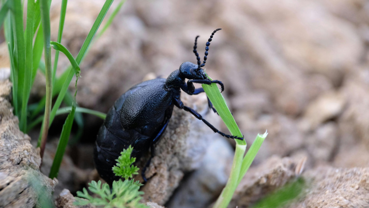 Синьо-чорна небезпека: жук-майка атакує Дніпропетровщину - як уберегтися
