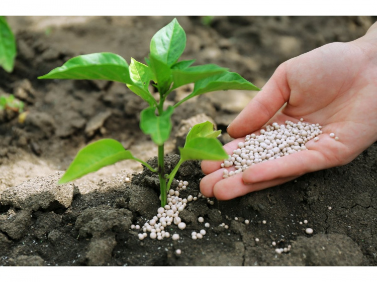Секрети врожайного саду на Дніпропетровщині: як правильно підготувати дерева та чим підживити їх у березні