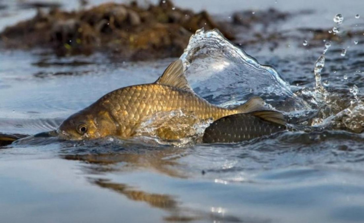 Штрафи і заборони: що потрібно знати рибалкам на Дніпропетровщині з 1 квітня