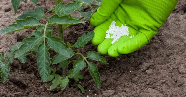 Секрет рекордного врожаю на Дніпропетровщині: чим підживити розсаду томатів та перцю у квітні