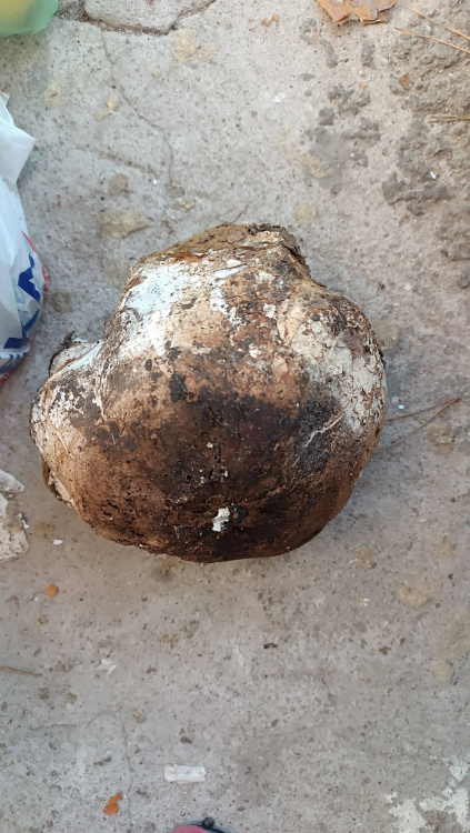 На Дніпропетровщині знайдена ціла галявина гігантських грибів: подробиці