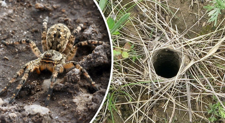 Тарантули на Дніпропетровщині: павуки вилазять з нір просто на городах мешканців