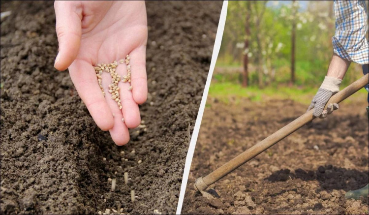Десант на городи Дніпропетровщини: що обов'язково треба встигнути посадити у квітні