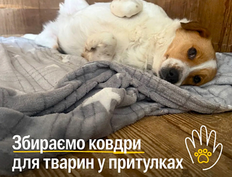UAnimals оголосили збір теплих речей для тварин у притулках - як надати допомогу