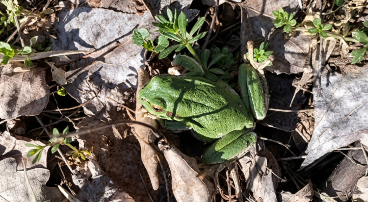 Природне диво Дніпропетровщини: у заповіднику помітили незвичайну істоту - райку деревну