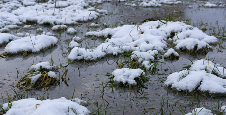 Підтоплення полів на Дніпропетровщині: чому лютнева відлига загрожує озимині