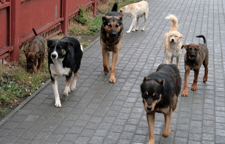 Що робити при зустрічі зі зграєю злих собак: поради кінолога з Кам’янського