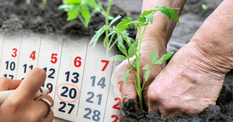 Посівний календар на травень 2026 року: які дні ідеальні для посадок - поради городникам