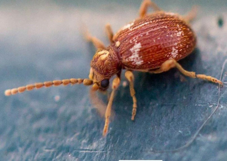 Гірше за міль: на Дніпропетровщині масово з’являється «облудник», який за лічені дні псує дорогі речі та їжу