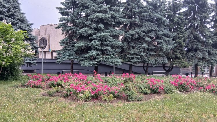 У Кам’янському проспект Свободи розквітнув трояндами та став справжнім садом