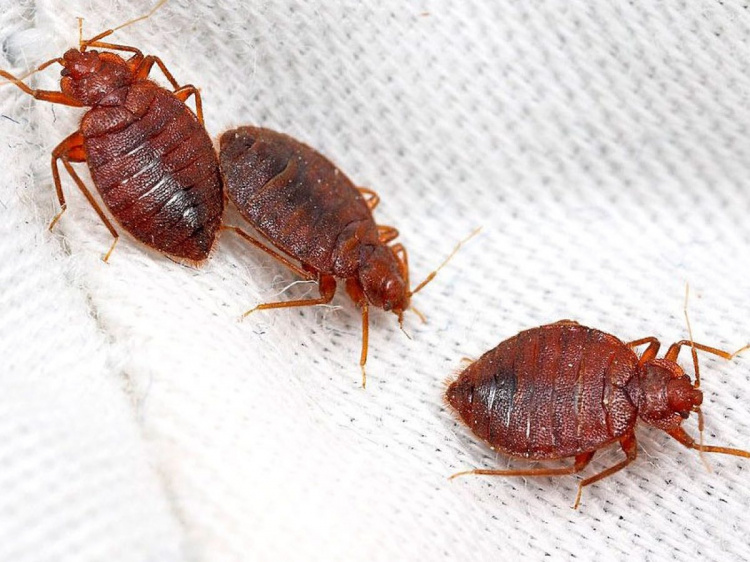 «Смердючки» в квартирах: чому в будинках жителів Дніпропетровщини масово активізувалися клопи та чим вони небезпечні