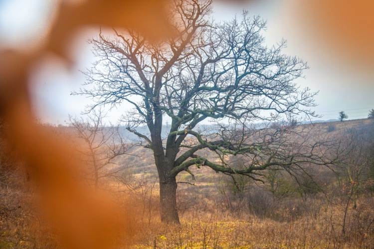 Містичний і прадавній: таємниці Колонського лісу на околиці Дніпра