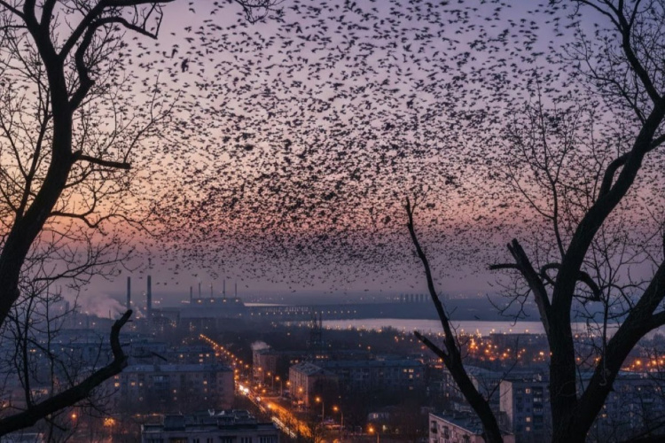 Чорне небо над областю: чому тисячі птахів збираються у зграї над Дніпром та Кам’янським
