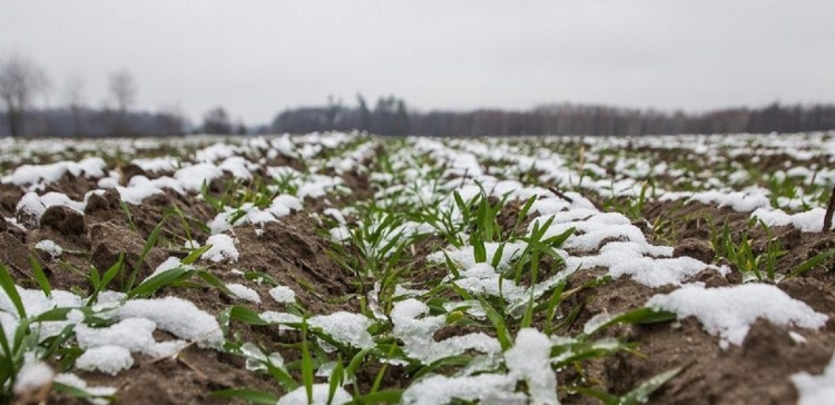 Вижили не всі: які озимі культури на Дніпропетровщині не пережили зиму