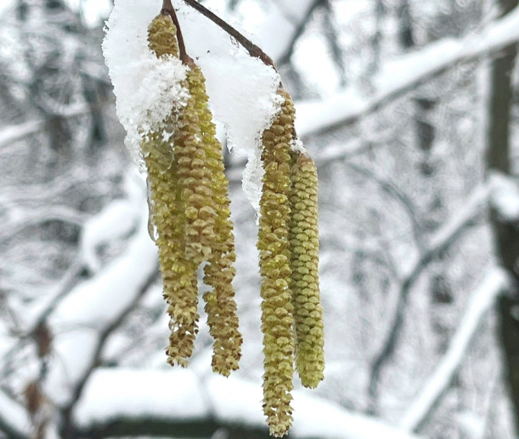 Наслідки кліматичних змін: на Дніпропетровщині науковці зафіксували нетипове цвітіння ліщини