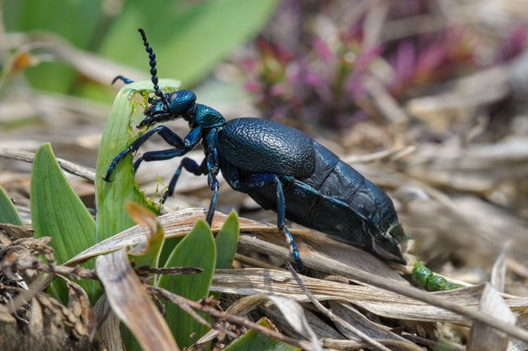 Чорна «отрута» на Дніпропетровщині: чи справді жук-майка осіння несе смертельну загрозу