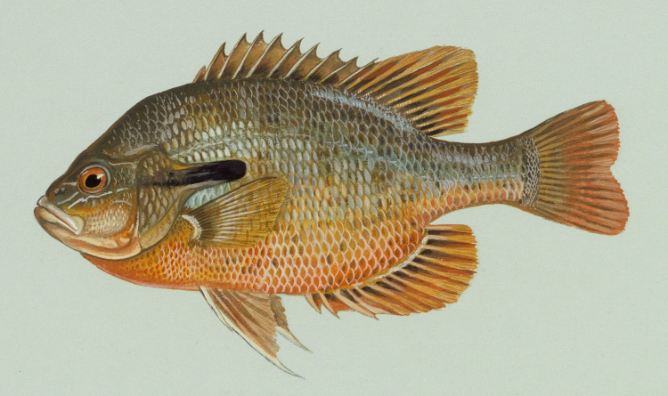 Гігантські сонячні риби та прісноводні медузи: кого можна виловити в Дніпрі біля Кам'янського у серпні