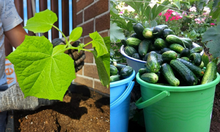 Від розсади до рекордних зборів: як виростити томати, огірки та перці на Дніпропетровщині у 2026 році