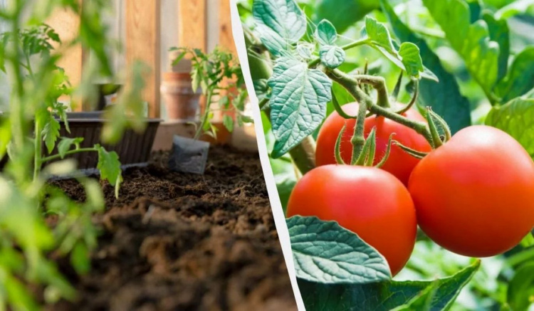 Що чекає на городників Дніпропетровщини: названо оптимальні терміни для посіву томатів у 2026 році